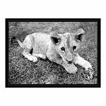 shot of a lion cub lying on the grass looking up at the camera. Taken in Antelope Park, Zimbabwe